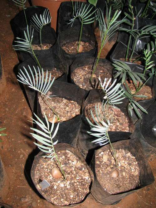 Encephalartos Lanatus