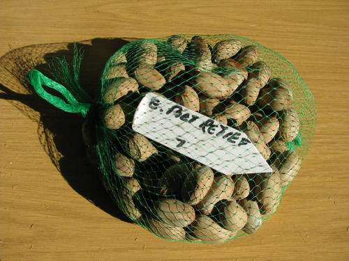 Encephalartos Piet Retief Seeds