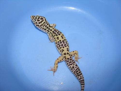 Leopard Gecko