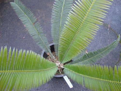 Dioon Edule