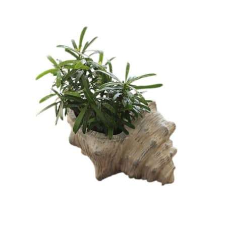Conch Shaped Flower Pot-L2