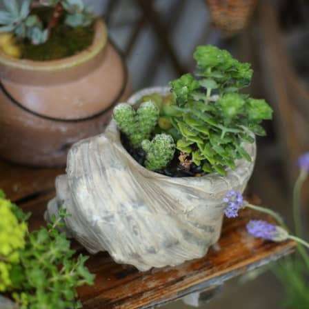 Conch Shaped Flower Pot-L2