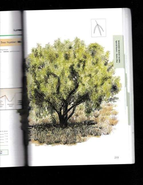 SAPPI TREE SPOTTING;HIGHVELD AND THE DRAKENSBERG