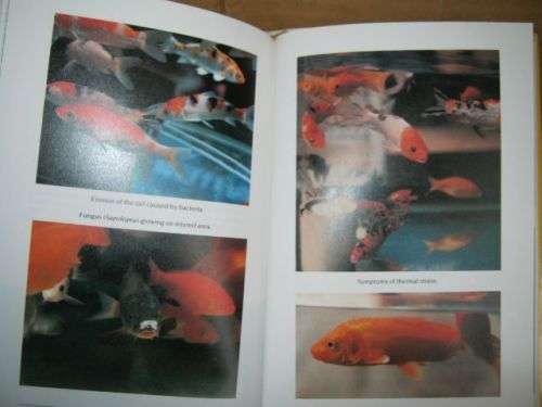 KOI KEEPING,THE ART OF;A COMPLETE GUIDE----PETER COLE