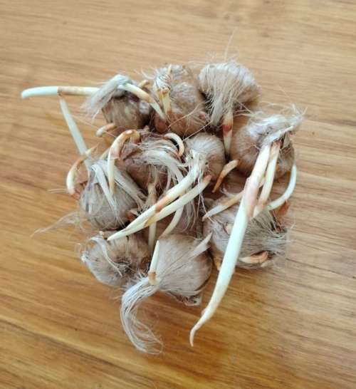 10 Saffron bulbs