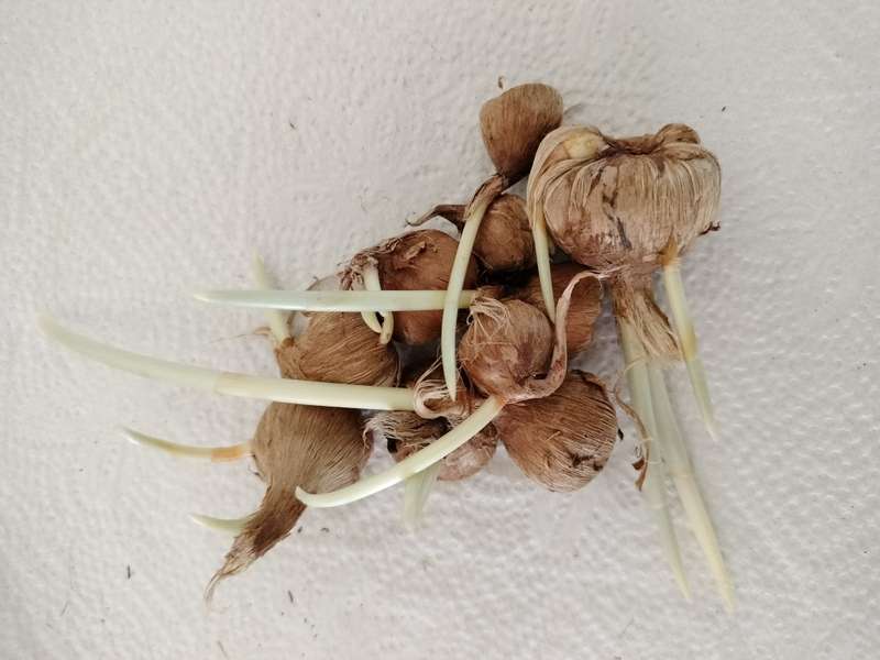 Saffron bulbs