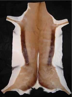 African A Grade Springbok Skin