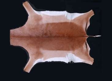 African A grade Impala skin