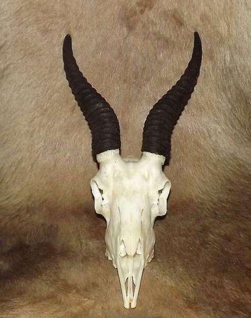 A grade Springbok skull