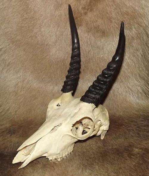 African male Duiker skull