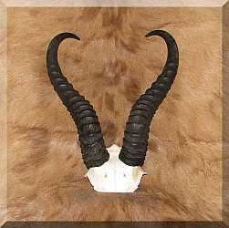 African Springok horn skull plate