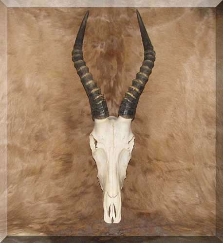 African Blesbok skull and horns