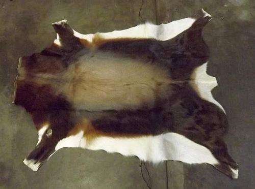 Rare A grade Bontebok skin