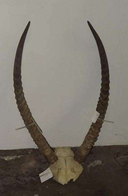 African Waterbuck horns and skull plate