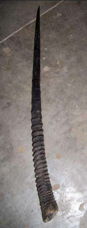 Narural gemsbok horn