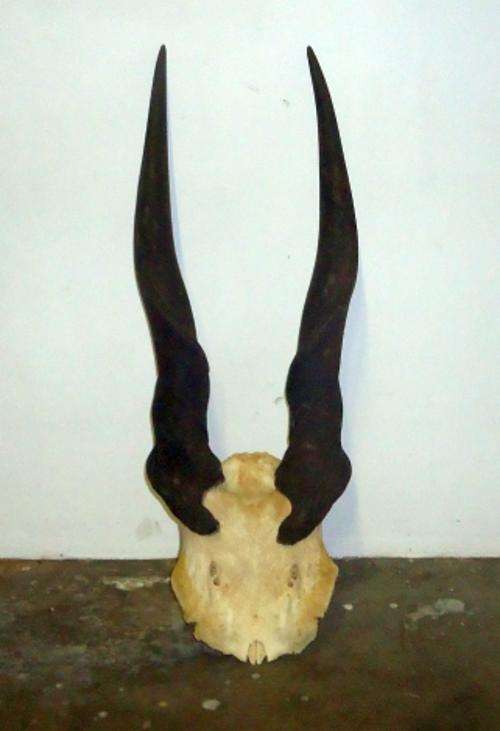 Eland horn skull plate