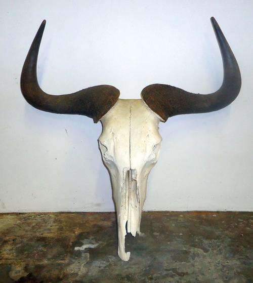 Blue Wildebeest skull