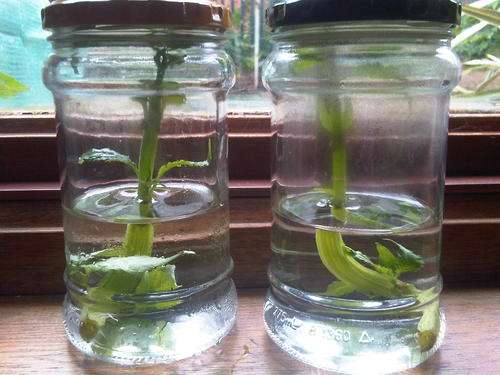 Salvia Divinorum Cutting
