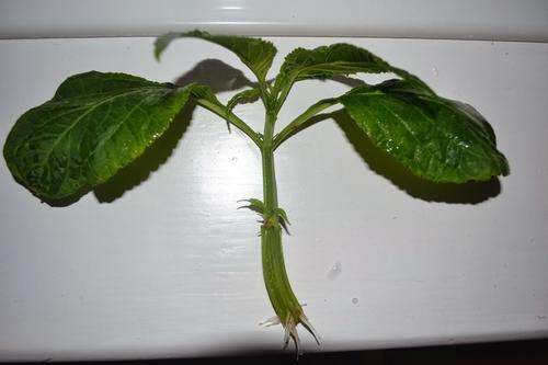 Salvia Divinorum Cuttings (Deviner's Sage)