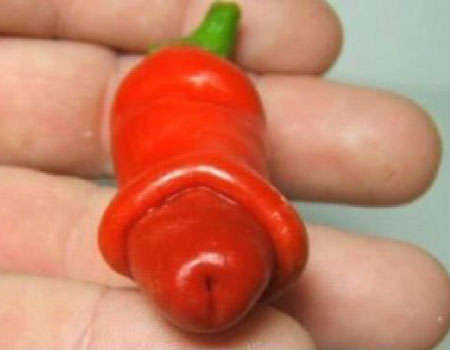 Hilarious!!!  :) shaped Chili pepper. 10 seeds.Hot & flavourfull.+1  year supply of nutrients