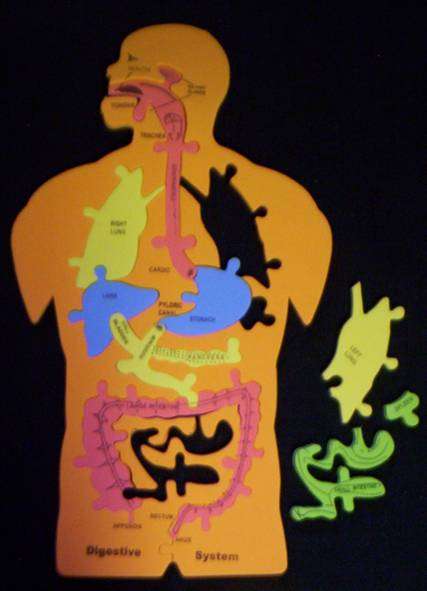 FOAM PUZZLE - MY BODY'S DIGESTIVE SYTEM ***STUNNING***
