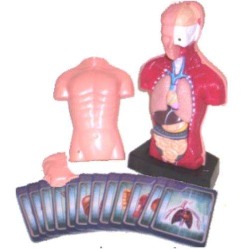 HUMAN BODY 3D MODEL - Removable Organs
