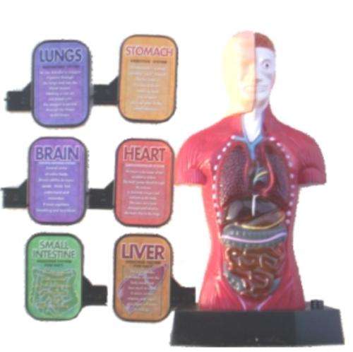 HUMAN BODY 3D MODEL - Interacitve Light-up Organs