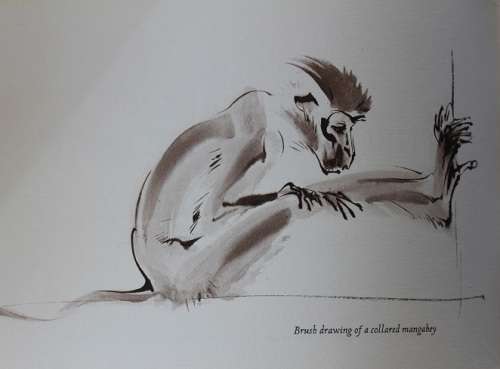 Animals through the eyes of an artist-A sketchbook by Ralph Thompson