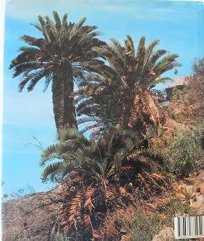 Cycads of South Africa by Cynthia Giddy