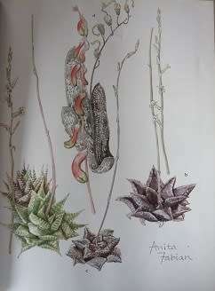 Succulents of the Transvaal by David Hardy--Paintings by Anita Fabian