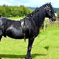 SANEF Study Pack (Horse Training)