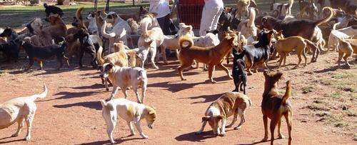 dogs feeding time