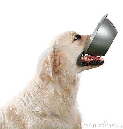 Feed a dog or puppy at F.O.R.A.