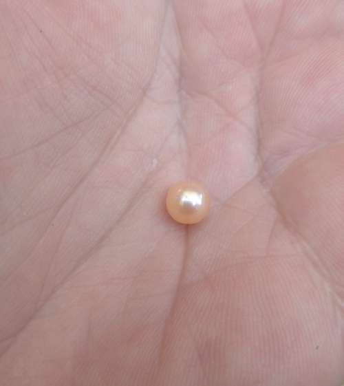 Pearl Oyster
