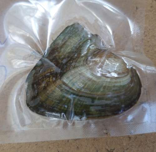 Pearl Oyster