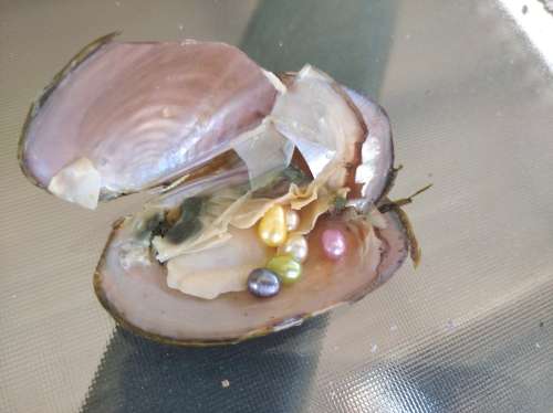 Pearl Oysters