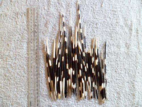 50 Porcupine Quills (approx 13cm long cocktail stick size) cabead
