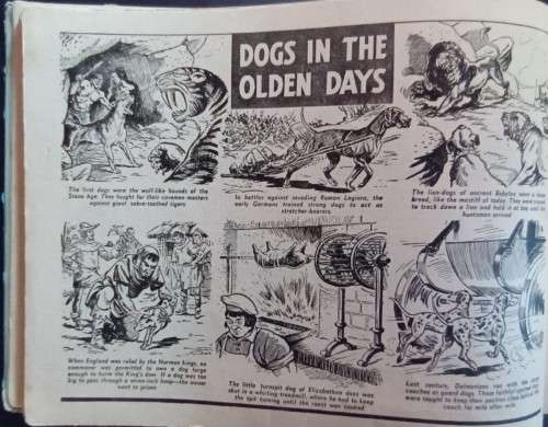Black Bob - The Dandy Wonder Dog - Hardcover - 128 pages