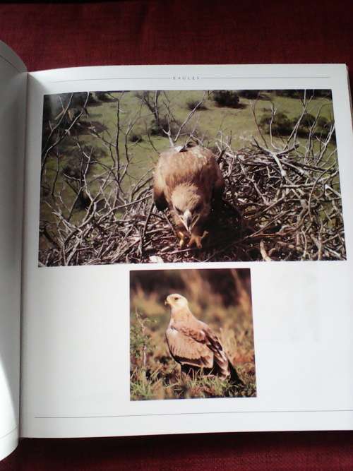 Southern African Birds of Prey by Pickford and Tarboton. Large format. H/C. 228 pp.