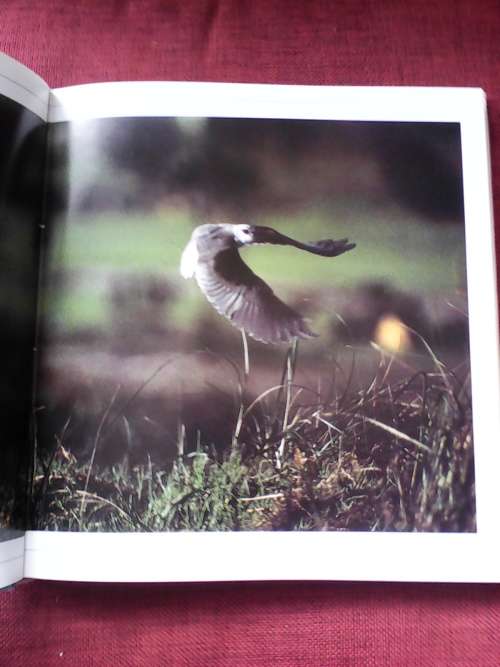 Southern African Birds of Prey by Pickford and Tarboton. Large format. H/C. 228 pp.