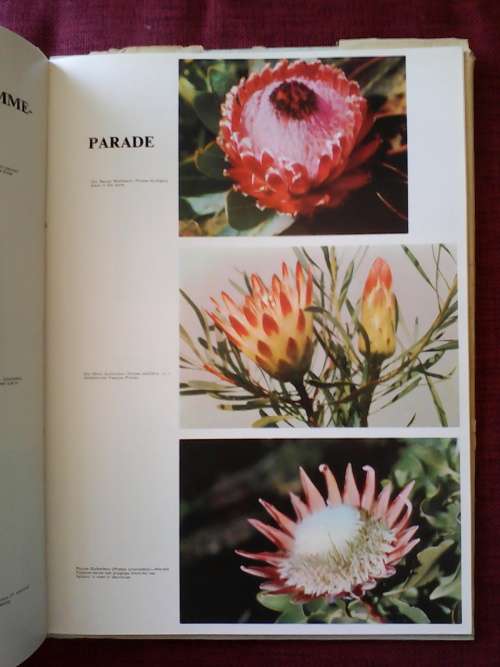 Aandenking aan Suid-Afrika. H/B. Groot formaat. 72 pp.