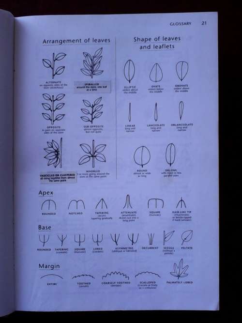 Trees of Southern Africa, 3rd Edition 2002, revised by Meg C Palgrave. H/C. Large format. 1212 pp.