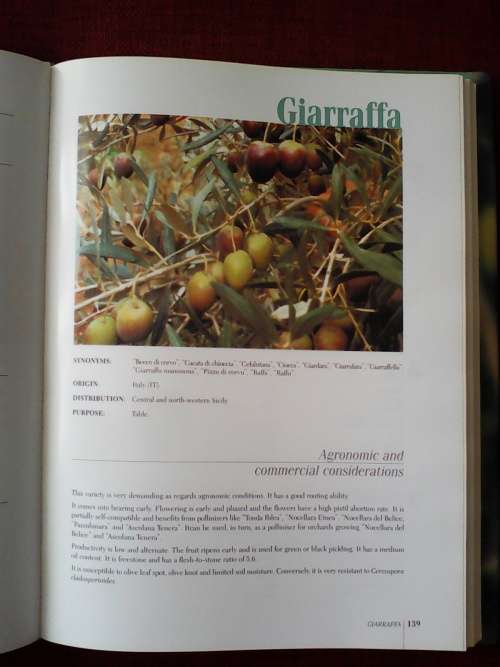 World Catalogue of Olive Varieties. H/C with jacket. Large format. 360 pp. Excellent condition.