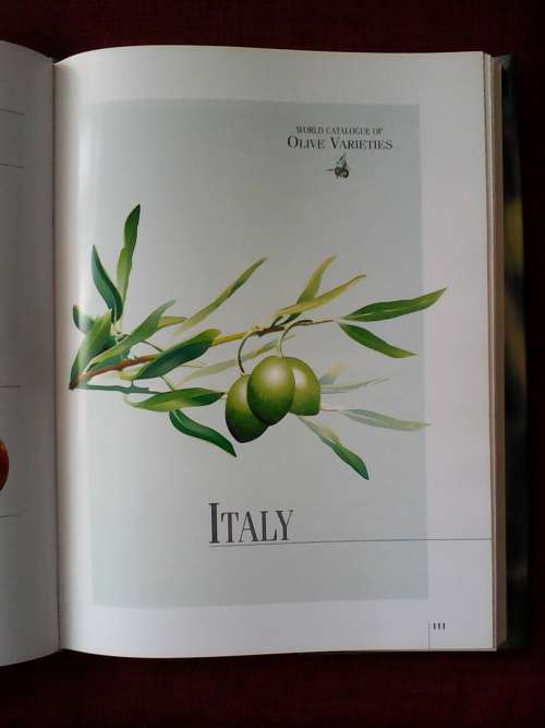 World Catalogue of Olive Varieties. H/C with jacket. Large format. 360 pp. Excellent condition.