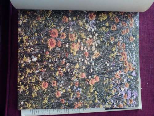 Namaqualand, Garden of the Gods by Freeman Patterson. 1st ed. 1984. Signed. H/C. Large format. 128pp