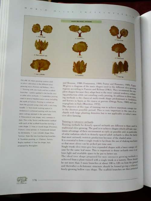 World Olive Encyclopaedia. 1996. H/C with jacket. Large luxury format. 479 pp. Weight: 2,7 kg