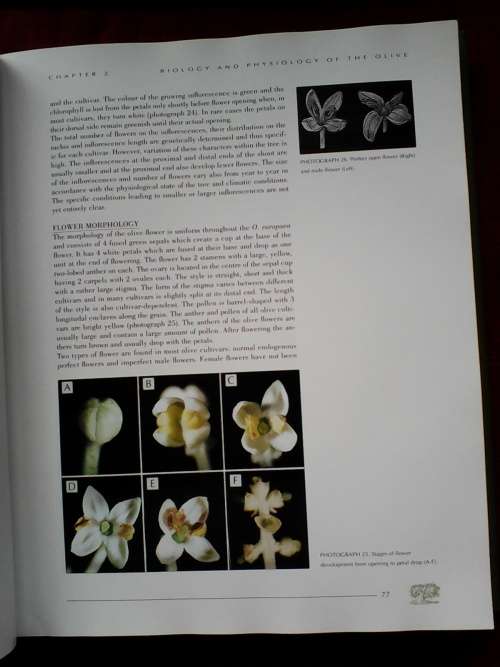 World Olive Encyclopaedia. 1996. H/C with jacket. Large luxury format. 479 pp. Weight: 2,7 kg