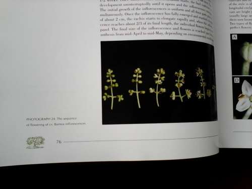 World Olive Encyclopaedia. 1996. H/C with jacket. Large luxury format. 479 pp. Weight: 2,7 kg