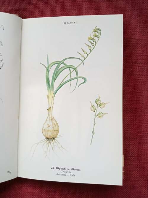 Wild Flowers of the Northern Cape/Veldblomme van Noord-Kaapland by Jill Adams. Signed. 1st 1976.