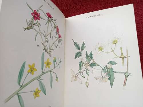 Wild Flowers of the Northern Cape/Veldblomme van Noord-Kaapland by Jill Adams. Signed. 1st 1976.